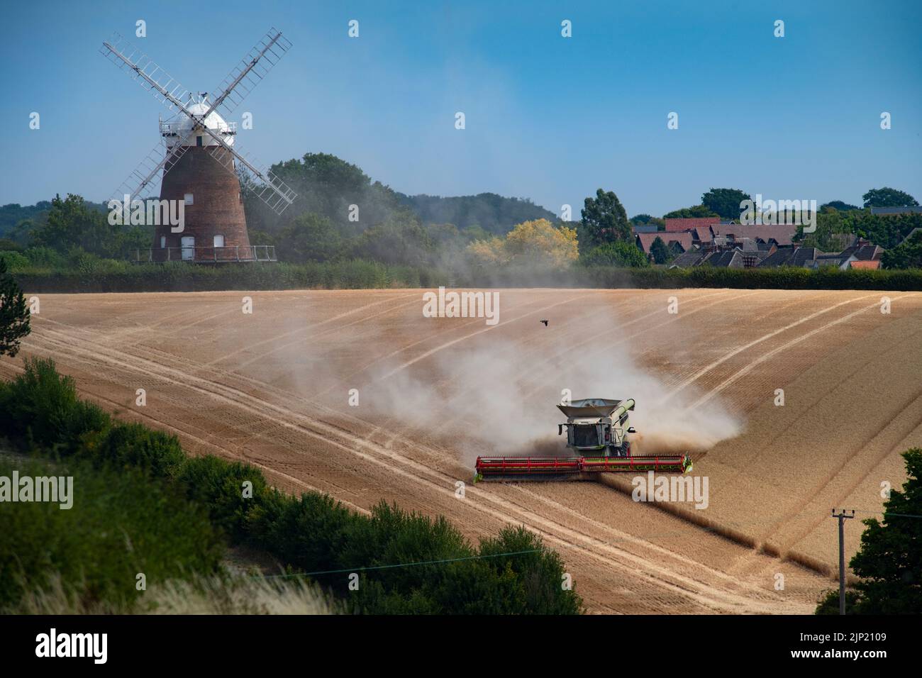 Thaxted, Royaume-Uni. 15th août 2022. Thaxted Essex Late Harvest 15 août 2022 vu ici: L'idylle bucolique d'une scène de récolte tardive dans le Nord-Ouest de l'Essex en Angleterre. La moissonneuse-batteuse £600 000 de 48 pieds est considérée comme un travail acharné à l'ombre du moulin de John Webb datant du 19th siècle. L'agriculteur Simon Latham a déclaré que le rendement était de 3,5 tonnes par acre, aurait dû être de 4 tonnes, mais il n'y avait pas assez humide, mais le blé avait une teneur en humidité de 12%, alors Simon a dit que c'était une bonne récolte. Crédit photo : BRIAN HARRIS/Alay Live News Banque D'Images