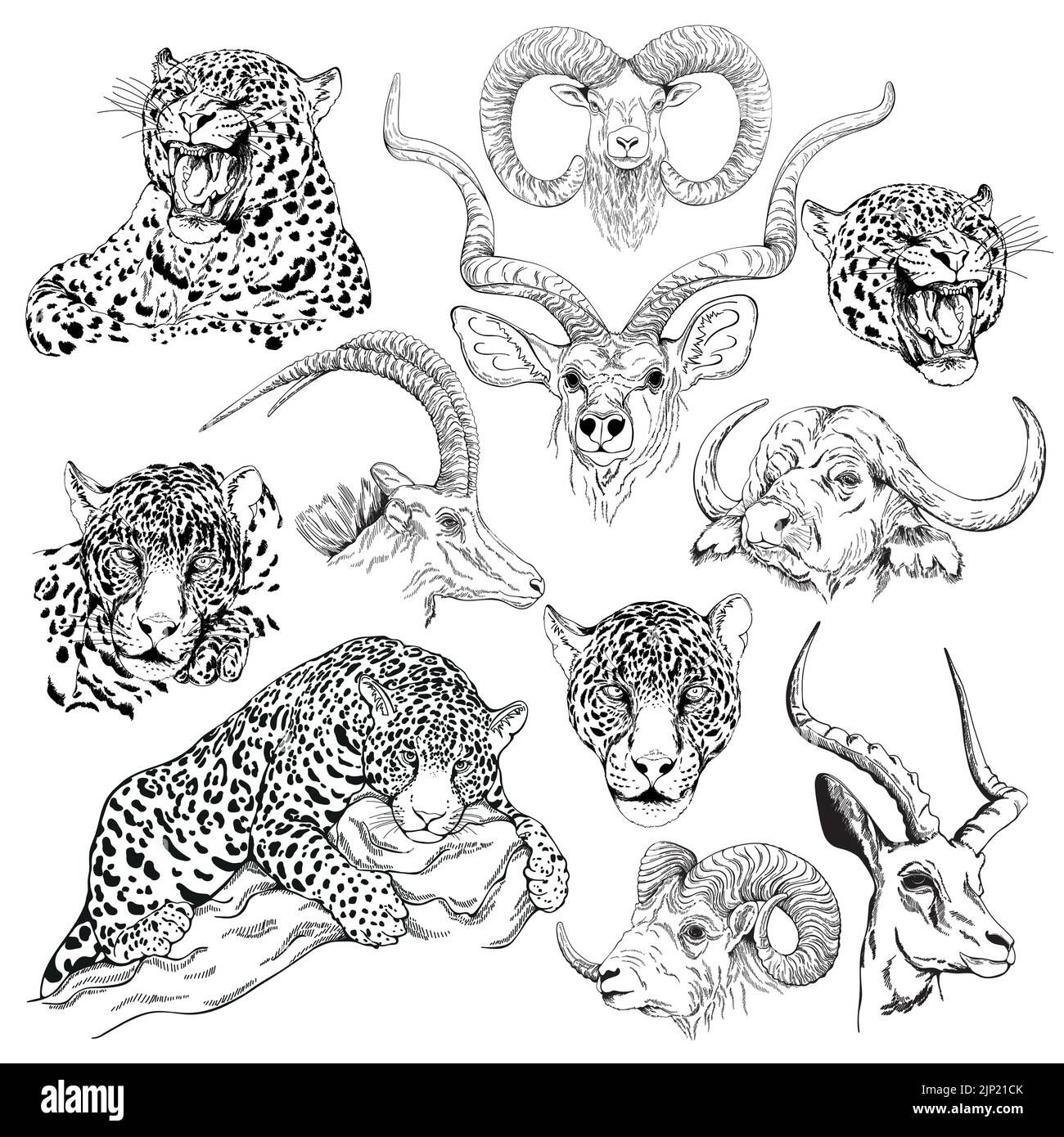 Ensemble de croquis dessinés à la main animaux style isolé sur fond blanc. Vector illustration. Illustration de Vecteur