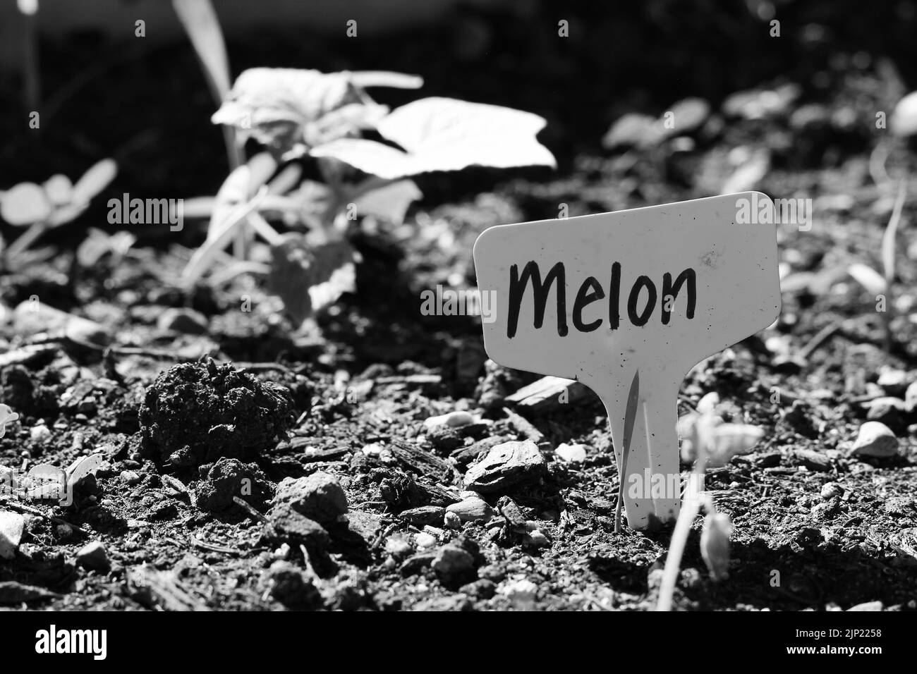 Piquet de jardin commun typique avec le mot melon manuscrit sur lui en noir et blanc monochrome. Banque D'Images