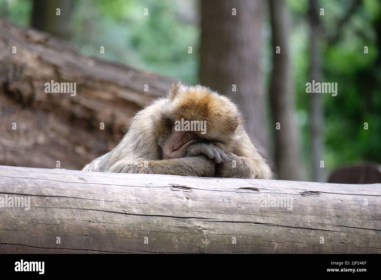 Cape barbaire de magot dormant et reposant sur un tronc d'arbre dans une forêt Banque D'Images