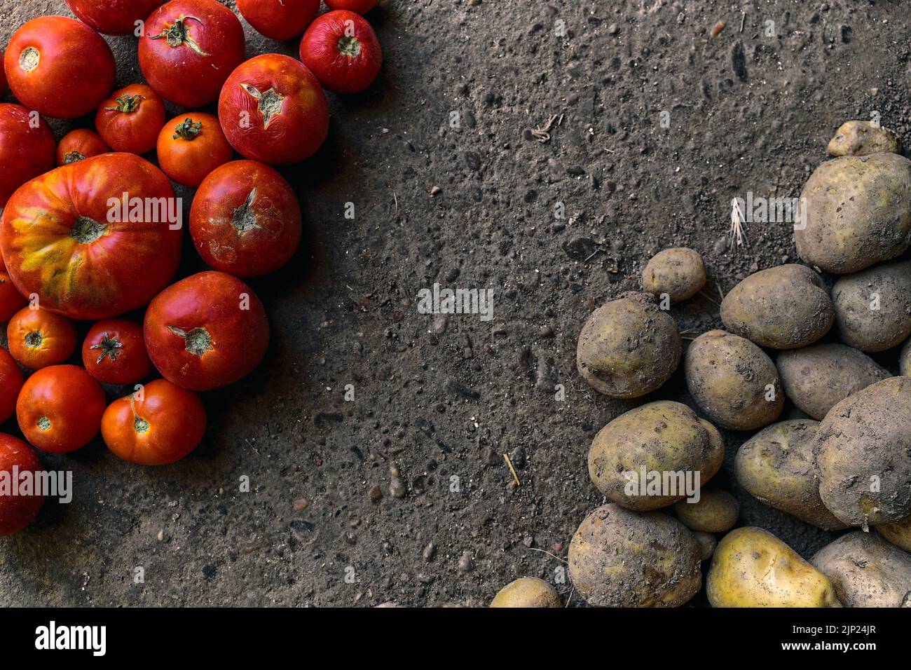 tomate, bio, pomme de terre, récolte fraîche, tomatoe, tomates, tomates, bios, pots crus, fraicheur de la récolte Banque D'Images tomate, bio, pomme de terre, récolte fraîche, tomatoe, tomates, tomates, bios, pots crus, fraicheur de la récolte Banque D'Images