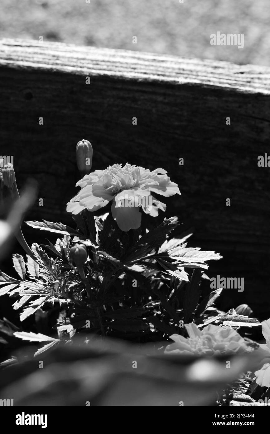 De belles fleurs marigolées fleurissent dans le jardin d'été en noir et blanc monochrome. Banque D'Images