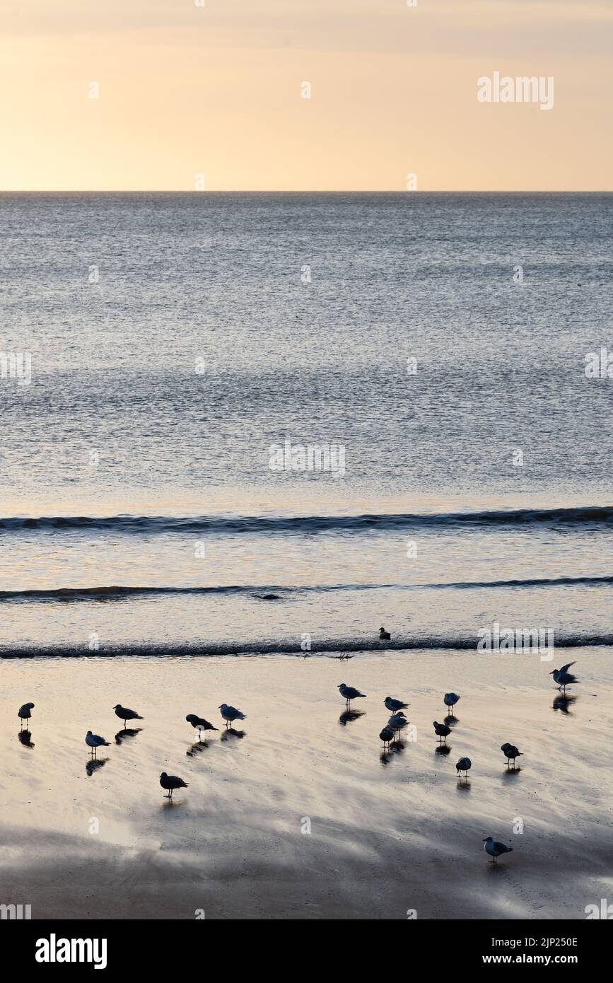 Un groupe de petits oiseaux sur une plage noire au coucher du soleil avec de petites vagues en arrière-plan Banque D'Images