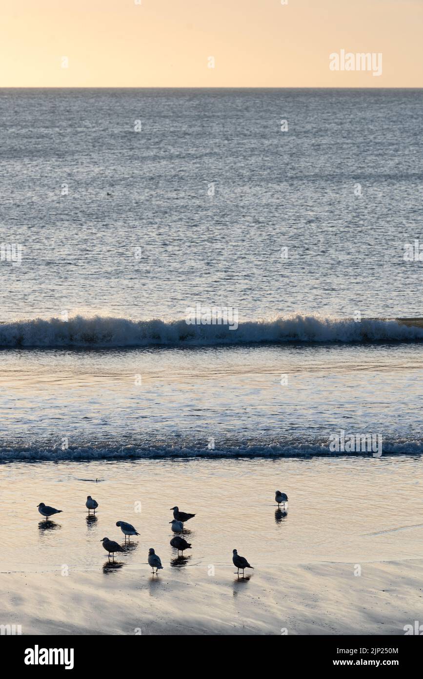 Un groupe de petits oiseaux sur une plage noire au coucher du soleil avec de petites vagues en arrière-plan Banque D'Images