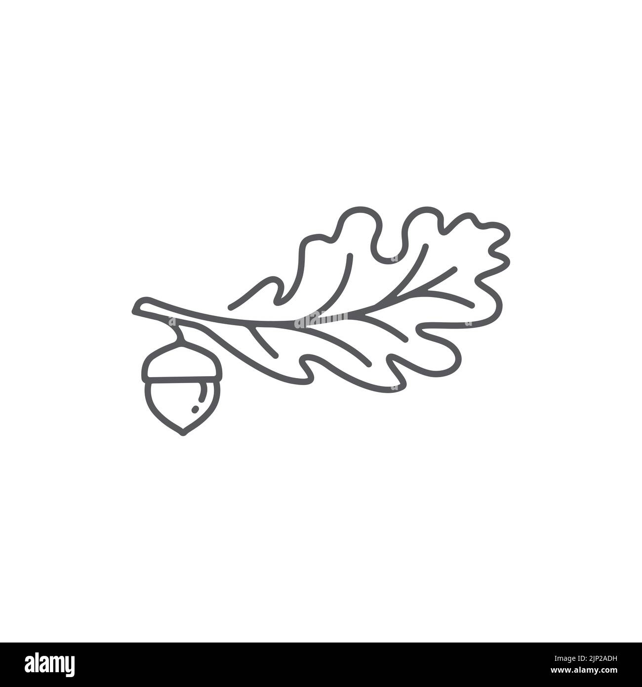 Modèle de conception de logo linéaire en feuilles de chêne. Feuille de chêne avec vecteur graphique acorns. Illustration vectorielle Illustration de Vecteur