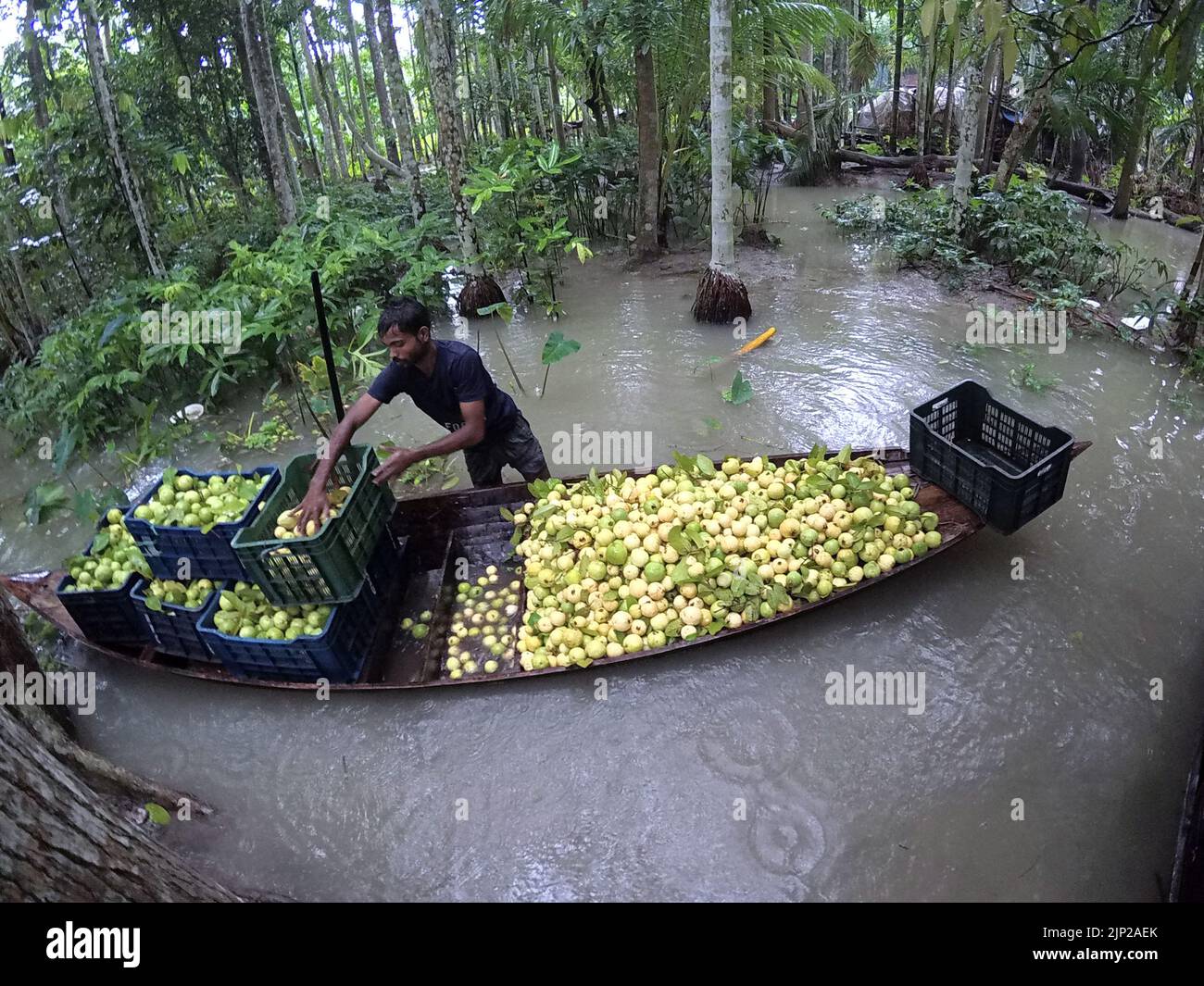 Dhaka, Mexico, Bangladesh. 14th août 2022. 15 août 2022, Barisal, Bangladesh : les agriculteurs voguent des bateaux chargés de guavas sur leur route vers un marché flottant à Barisal, au Bangladesh. Un marché flottant de gros dans le district de Barisal, au sud du pays, à environ 180 km au sud de Dhaka, est maintenant en effervescence avec les acheteurs et les vendeurs tandis que la récolte de la goyave se poursuit sur 14 août 2022 à Barisal, au Bangladesh. (Credit image: © Habibur Rahman/eyepix via ZUMA Press Wire) Banque D'Images