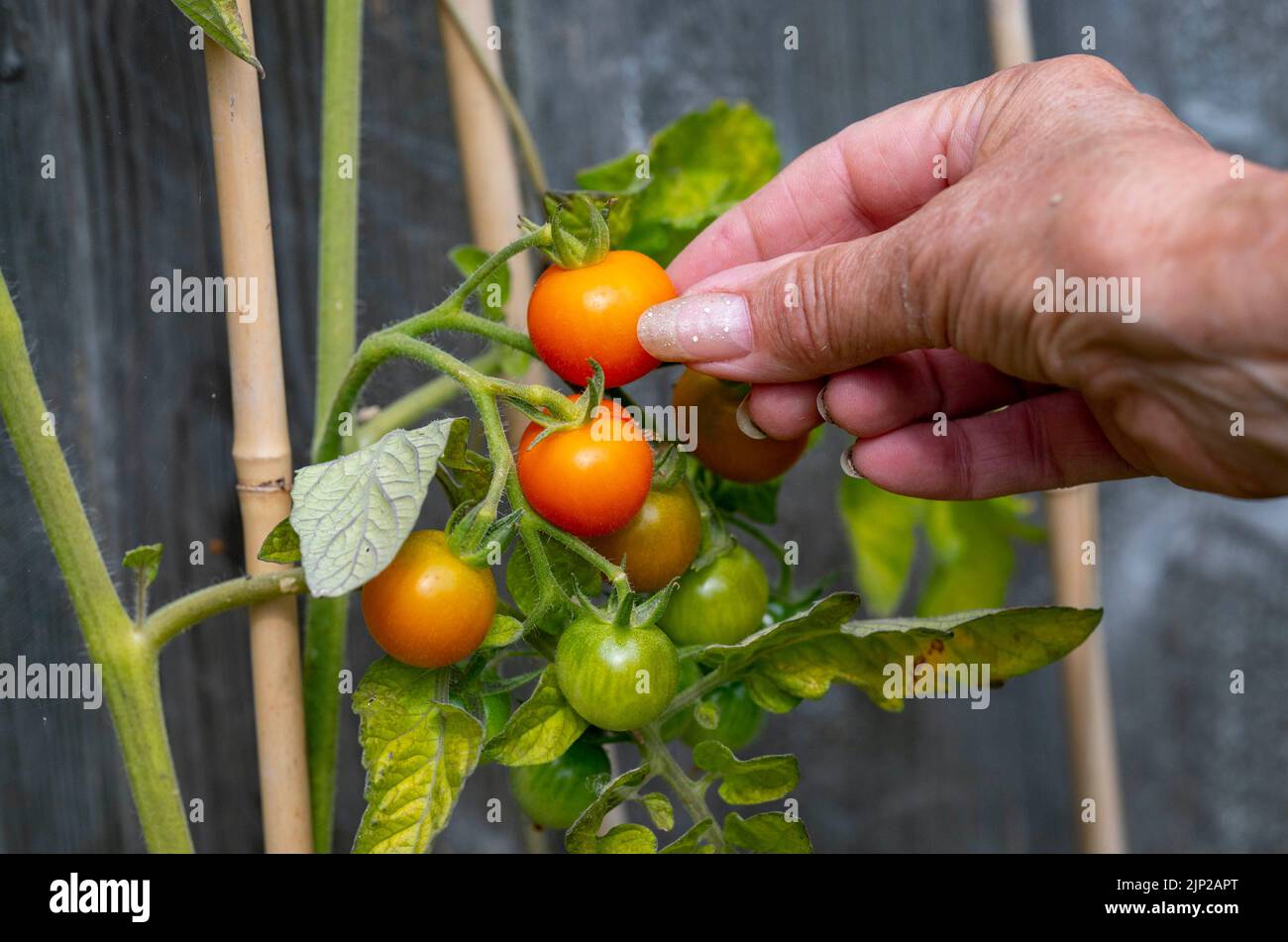 Tomates cerises cultivées à la maison mûrissant sur la vigne dans le petit jardin de la ville à Brighton, Royaume-Uni Banque D'Images