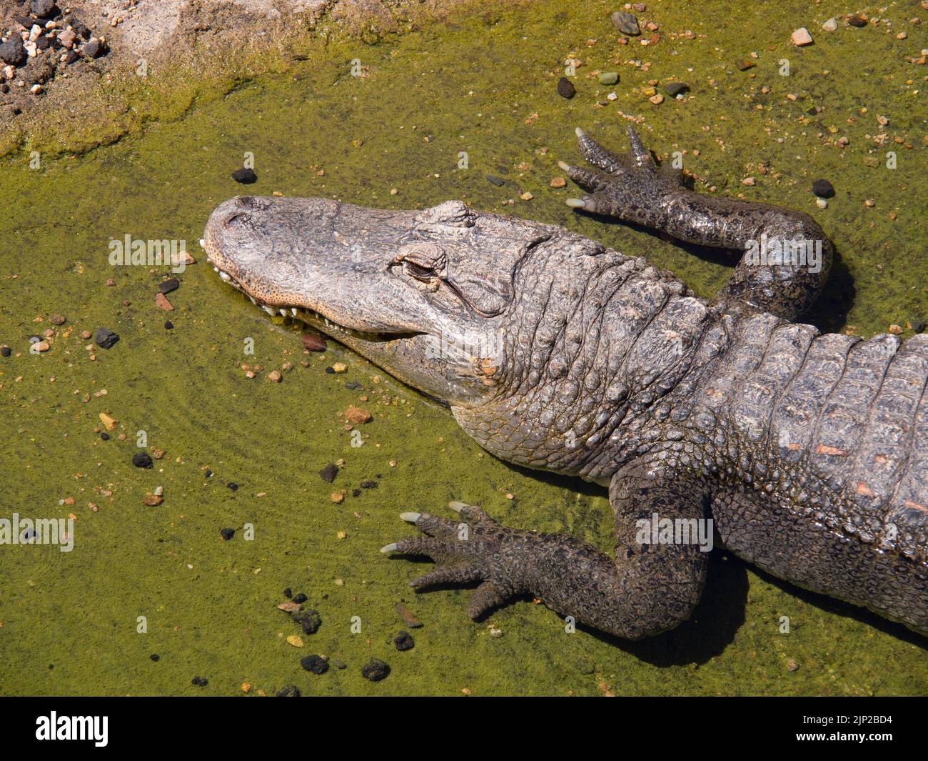 Un alligator du Mississippi dans un zoo sous la lumière du soleil Banque D'Images