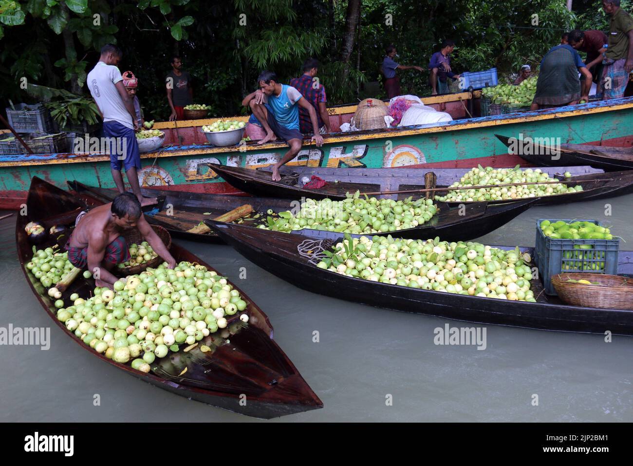 Les agriculteurs labourent des bateaux chargés de guavas sur le chemin d'un marché flottant à Barisal, au Bangladesh. Un marché flottant de gros dans le district de Barisal, au sud du pays, à environ 180 km au sud de Dhaka, est maintenant en effervescence avec les acheteurs et les vendeurs tandis que la récolte de la goyave se poursuit. Barishal, Bangladesh, on 15 août 2022. Photo de Habibur Rahman/ABACAPRESS.COM Banque D'Images
