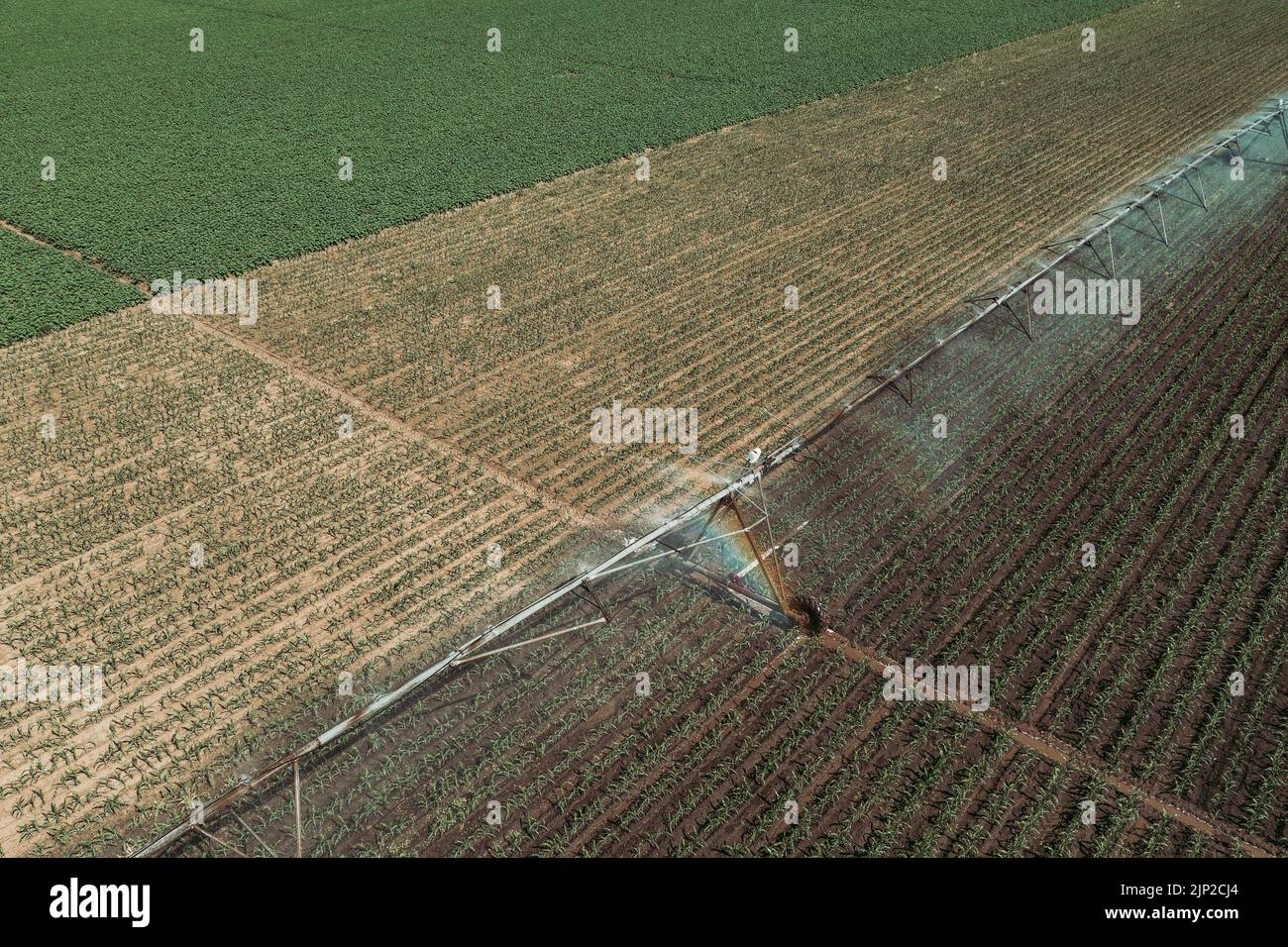 Irrigation de champ de germe de maïs, tir aérien drone pov vue grand angle Banque D'Images