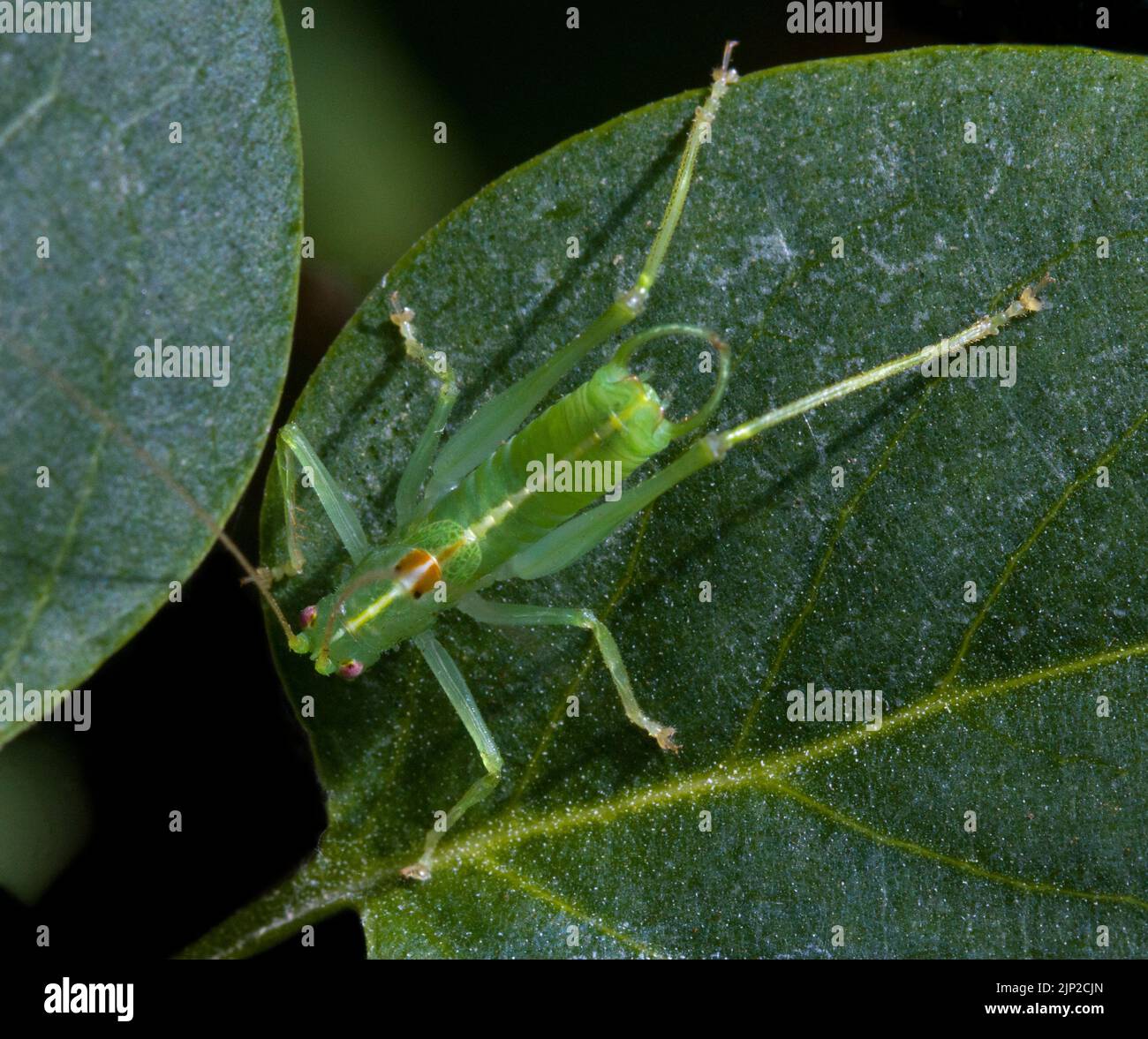 Mâle Southern Oak Bush Cricket Meconema meridionale Banque D'Images