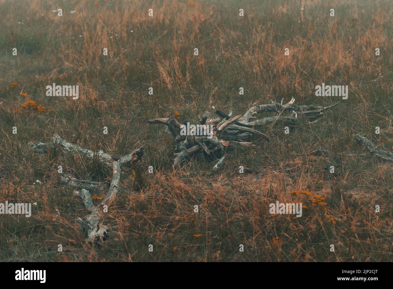 Branche d'arbre mort dans la prairie le jour d'automne brumeux à Zlatibor, Serbie Banque D'Images