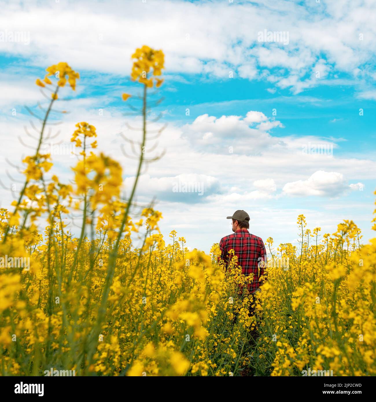 Ouvrier agricole portant une chemise à carreaux rouges et un chapeau de camionneur debout dans le champ de colza cultivé en fleur et regardant les récoltes, concentration sélective Banque D'Images