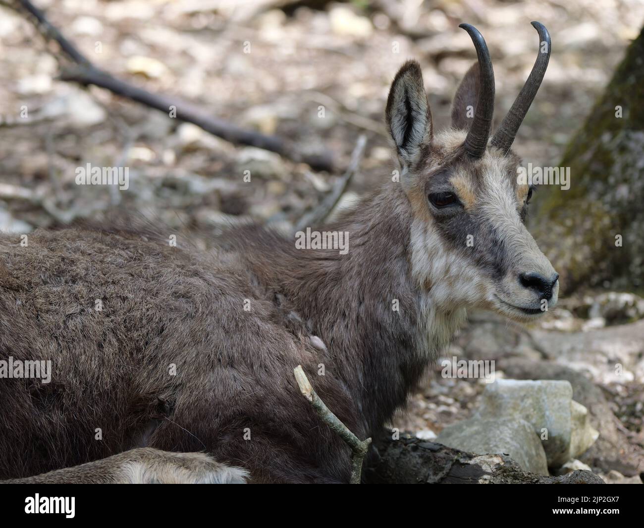 Un gros plan d'un chamois alpin (Rupicapra rupicapra) assis sur le sol Banque D'Images