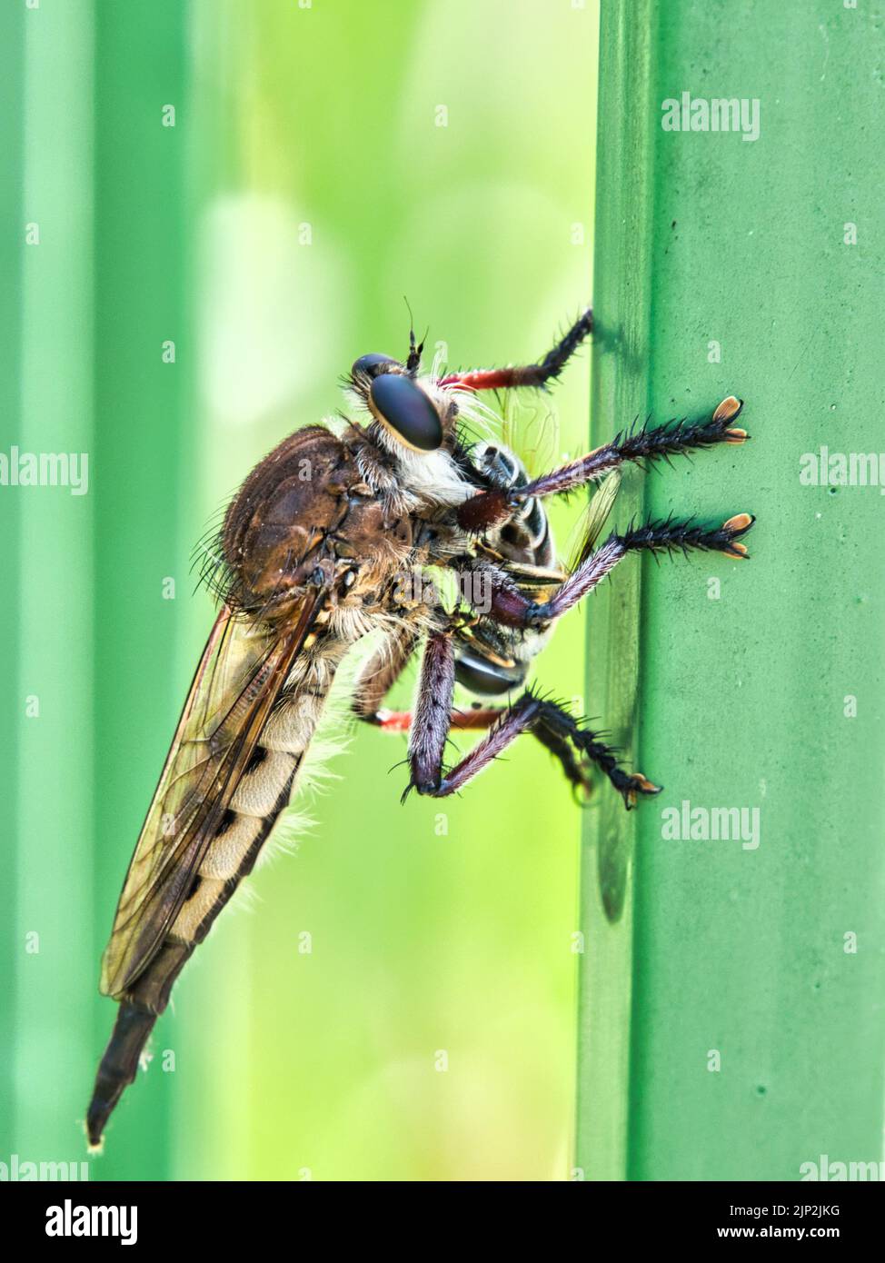 Grand Bald face Hornet reposant sur une rampe en métal vert lors d'une chaude journée d'été à Overland Park Kansas. Banque D'Images