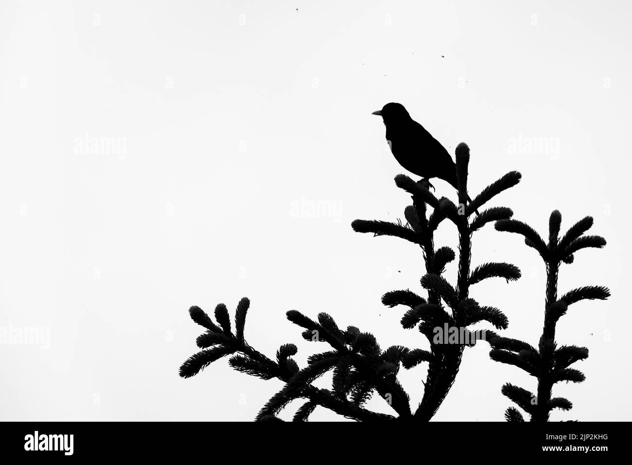 Un gros plan d'un oiseau noir sur le magnifique arbre Banque D'Images