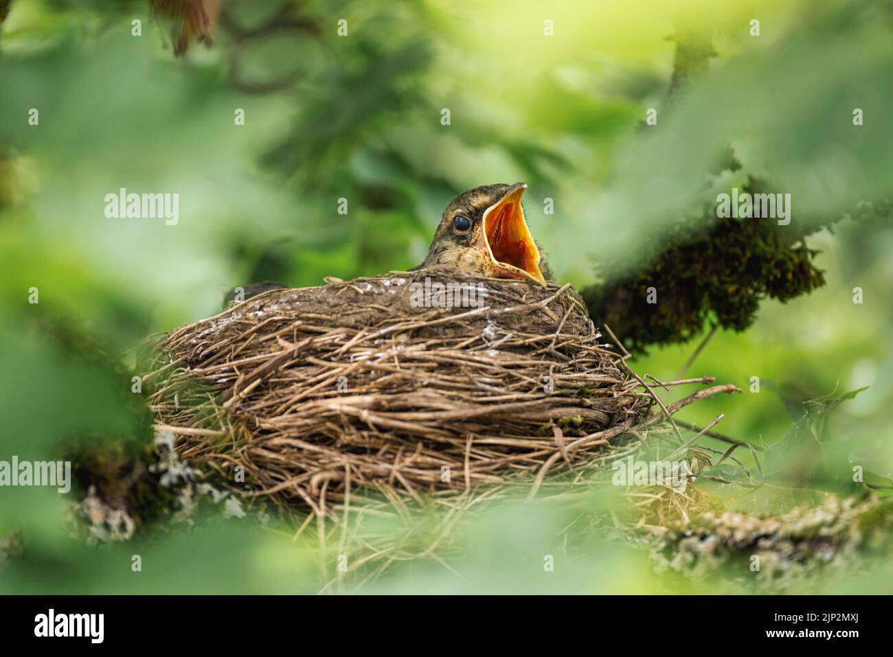 Un gros plan d'un petit oiseau commun nightingale dans le nid avec son bec large ouvert Banque D'Images
