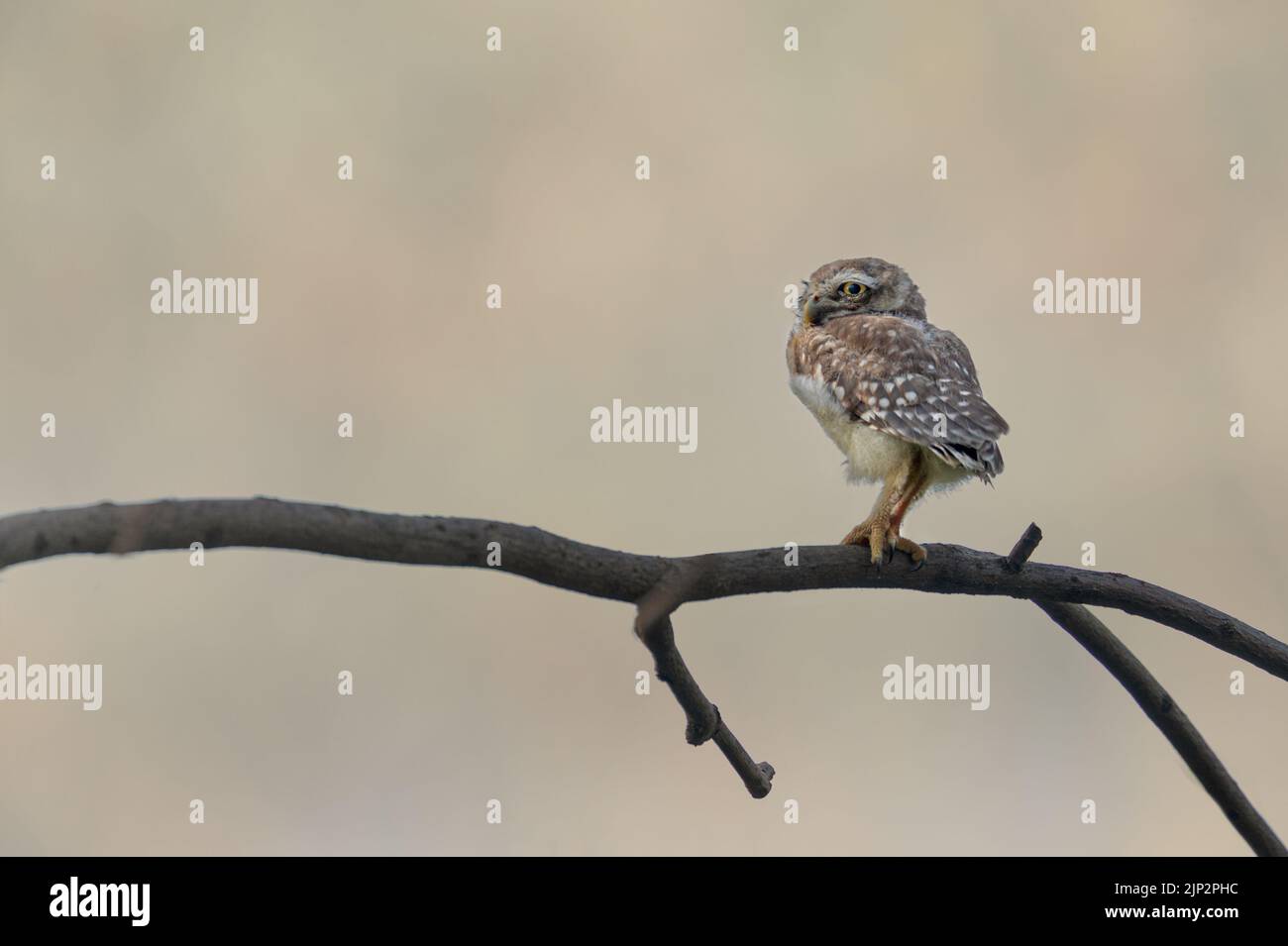 Gros plan d'un hibou de Minerva assis sur une branche d'arbre Banque D'Images