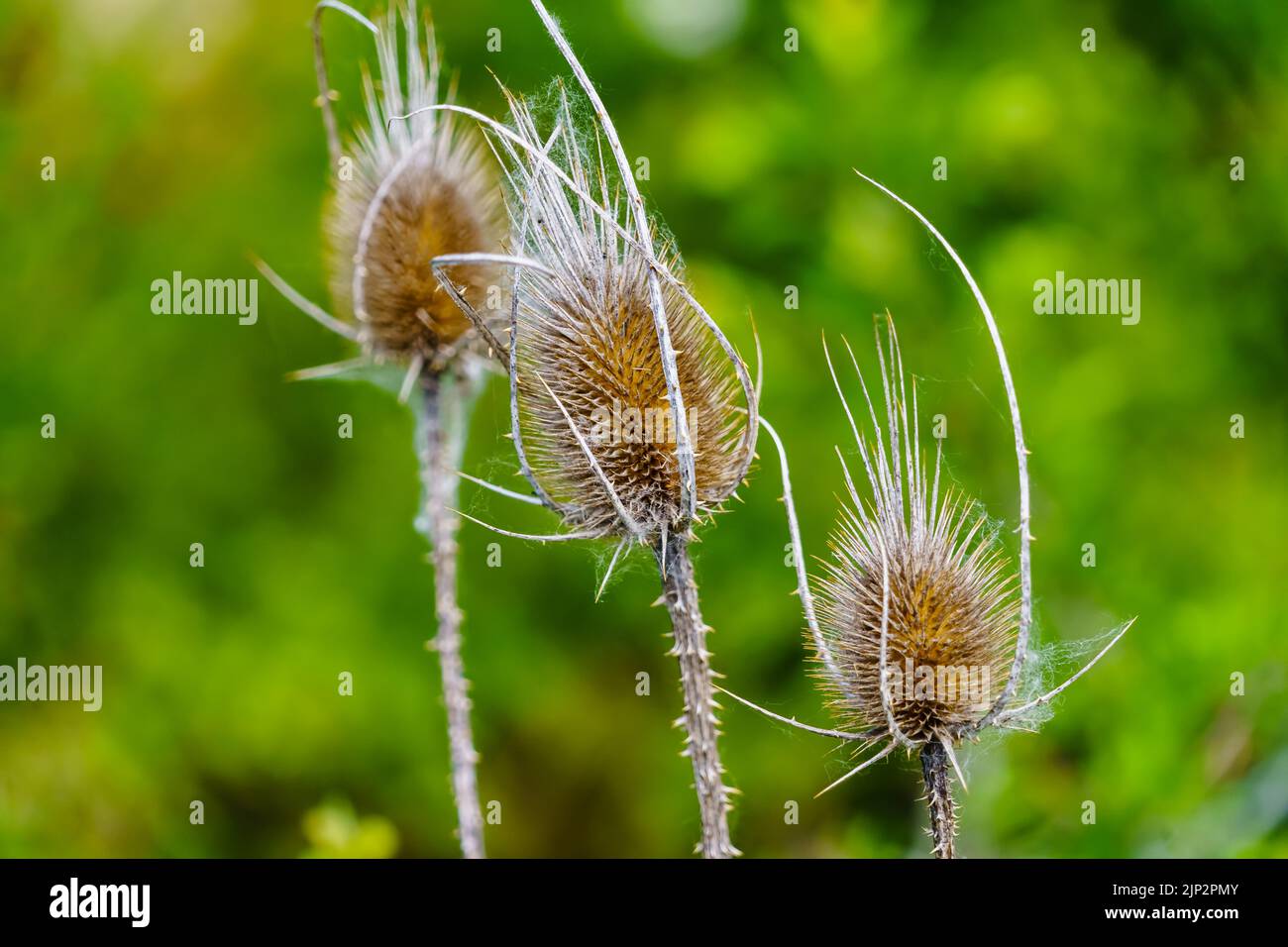 Chardon sauvage sur le terrain, flou. Banque D'Images