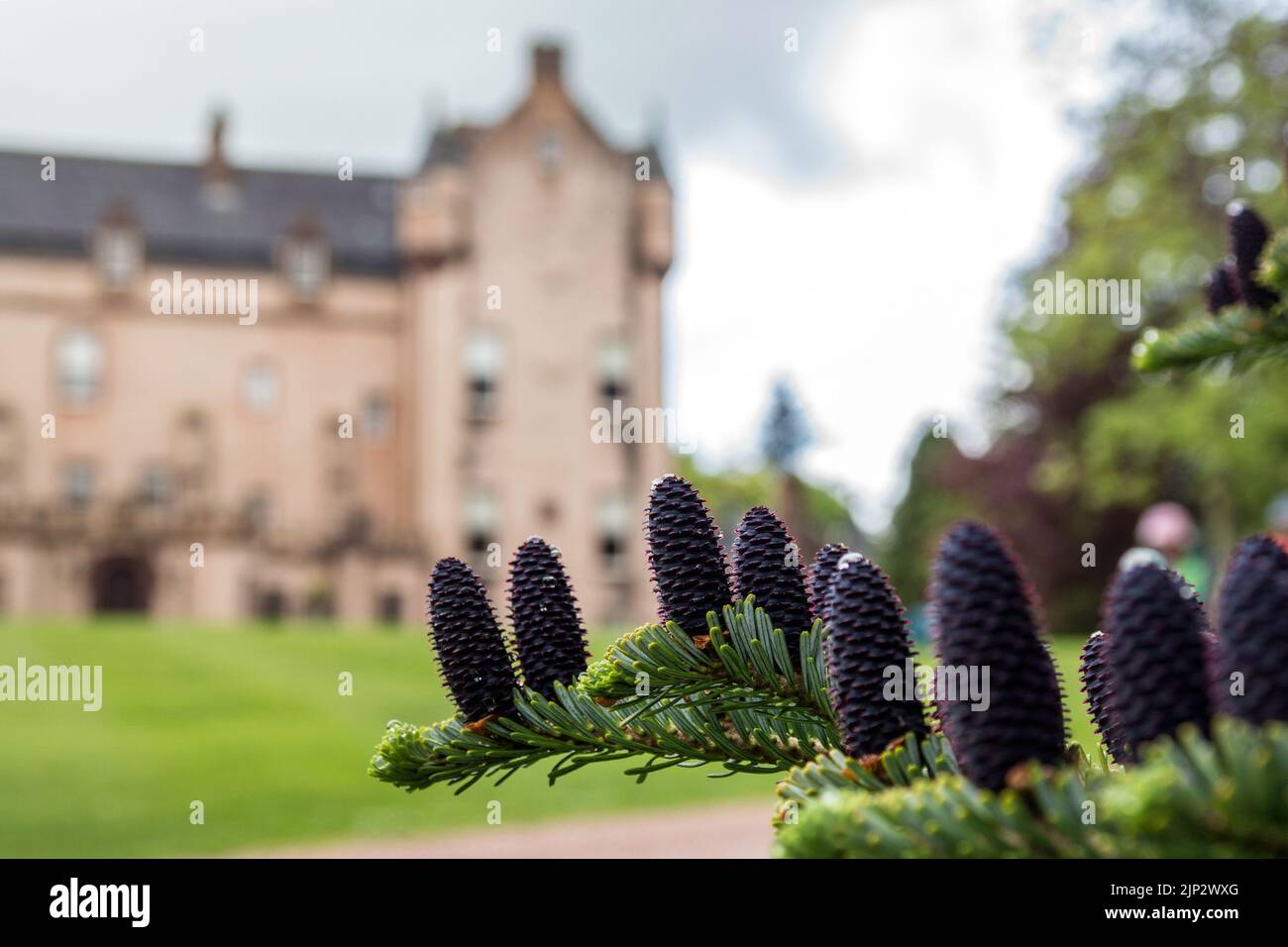 Sapin coréen sur fond de château Craigievar dans les Highlands écossais Banque D'Images