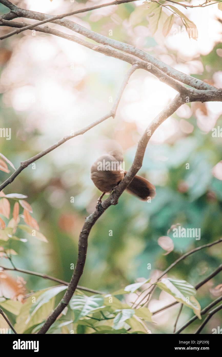 Une gardienne de la jungle (Argya striata) sur un arbre Banque D'Images