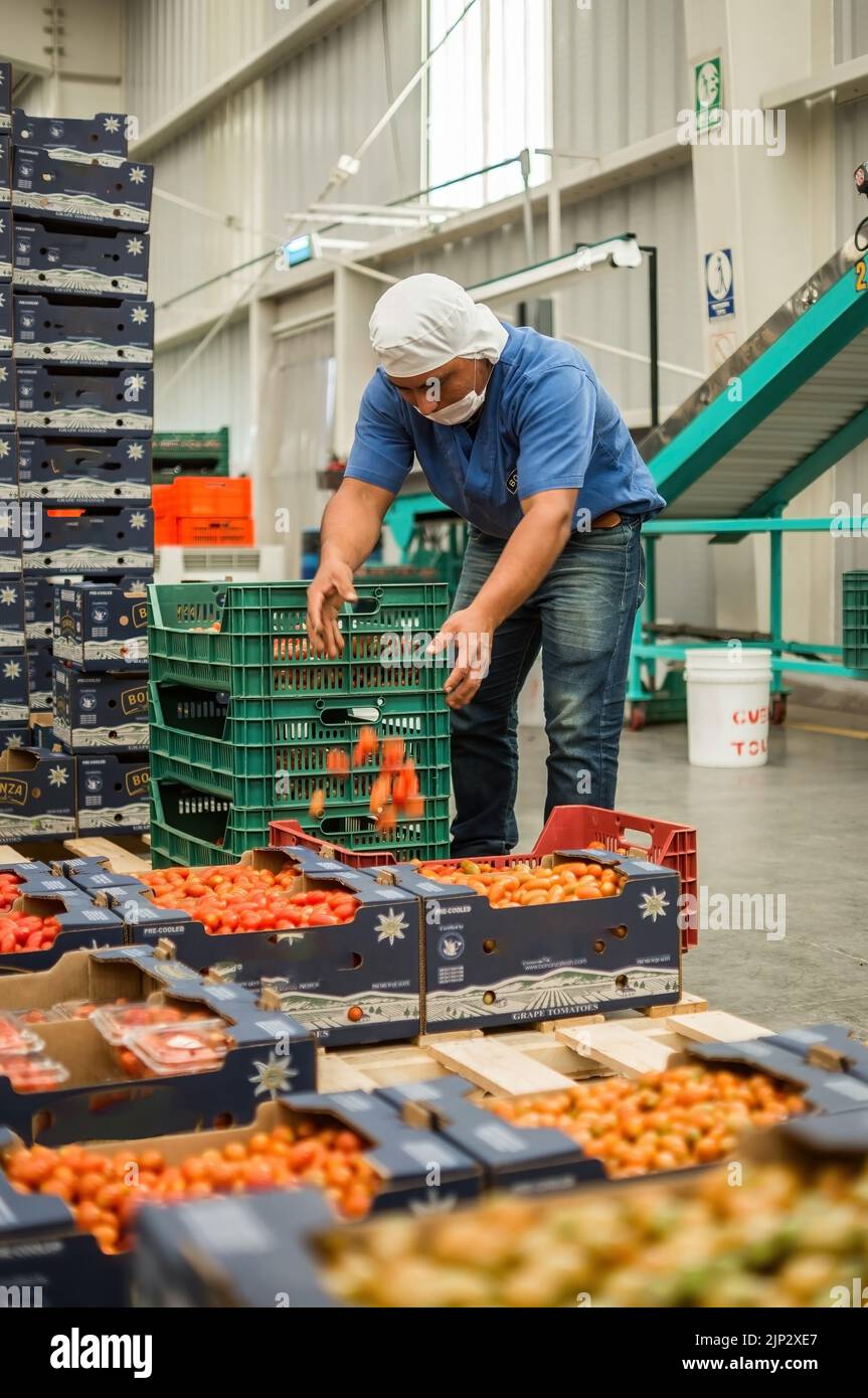 un homme dans un entrepôt industriel, stockant les tomates dans des boîtes en carton, après avoir passé par le processus de qualité Banque D'Images