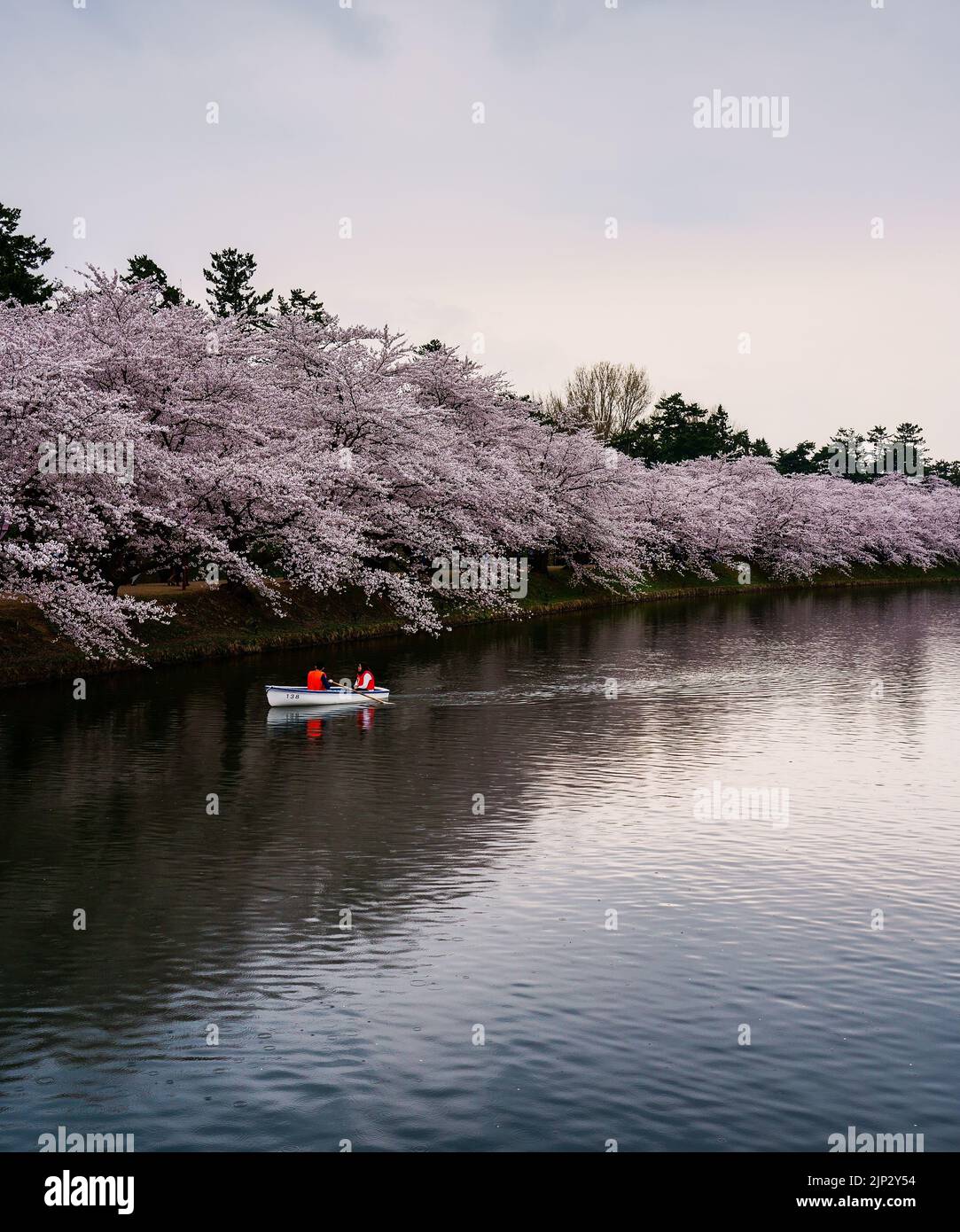 Une belle vue des touristes pagayant dans les rivières de la cerise autour du château de Hirosaki Banque D'Images