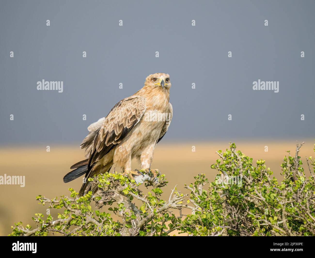 L'aigle de Tawny sur le Maasai Mara, Kenya, Afrique de l'est Banque D'Images