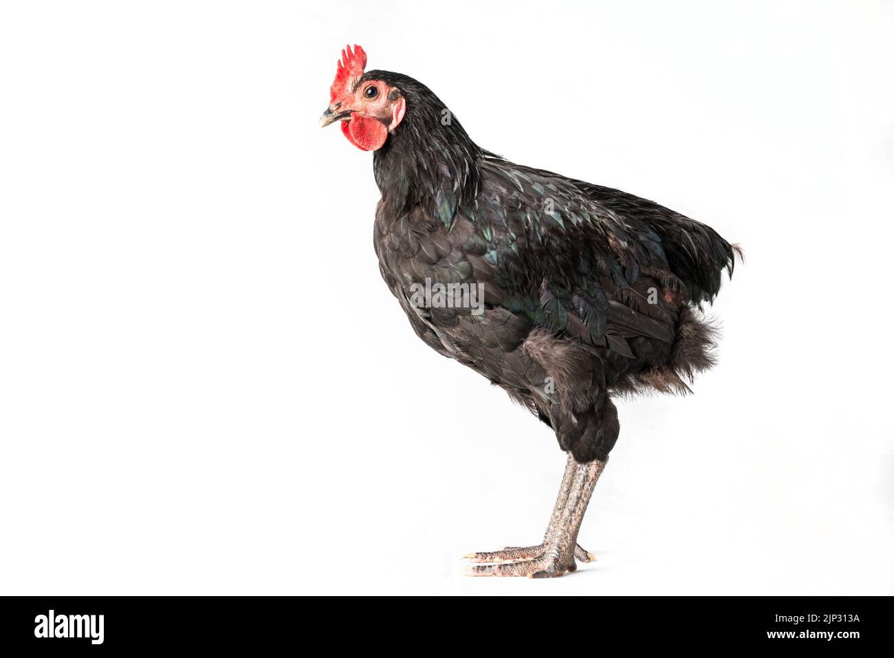 le poulet a un peigne rouge. Support de rooster australorp noir sur fond blanc isolé. Banque D'Images