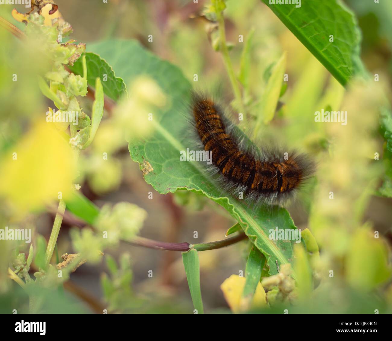 Chenille verte et poilue Banque de photographies et d’images à haute — free download