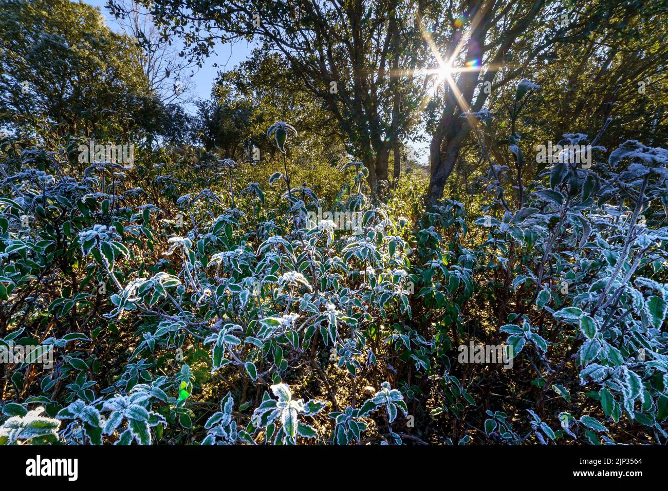 Plantes congelées par le froid de l'hiver à l'aube, rayons de soleil sortant de derrière les arbres. Espagne. Banque D'Images