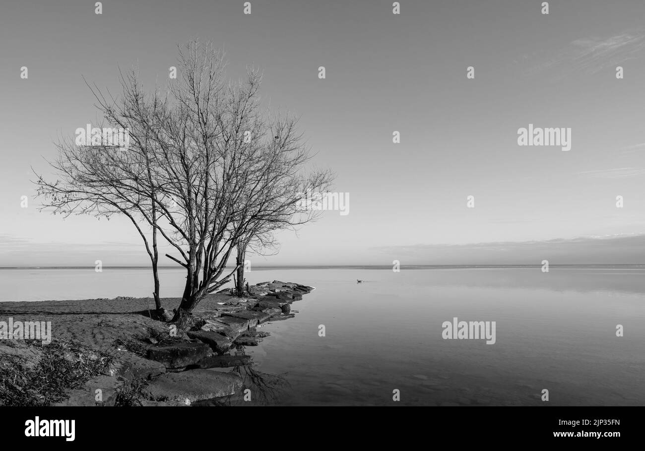 Un cliché en échelle de gris de deux arbres sans feuilles au bord du lac avec des montagnes à l'horizon Banque D'Images
