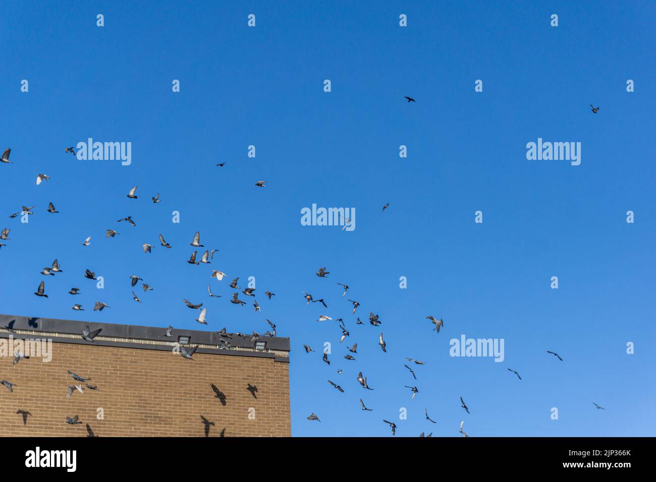 Vue sur les pigeons et les colombes qui survolent le toit d'un bâtiment contre un ciel bleu clair Banque D'Images