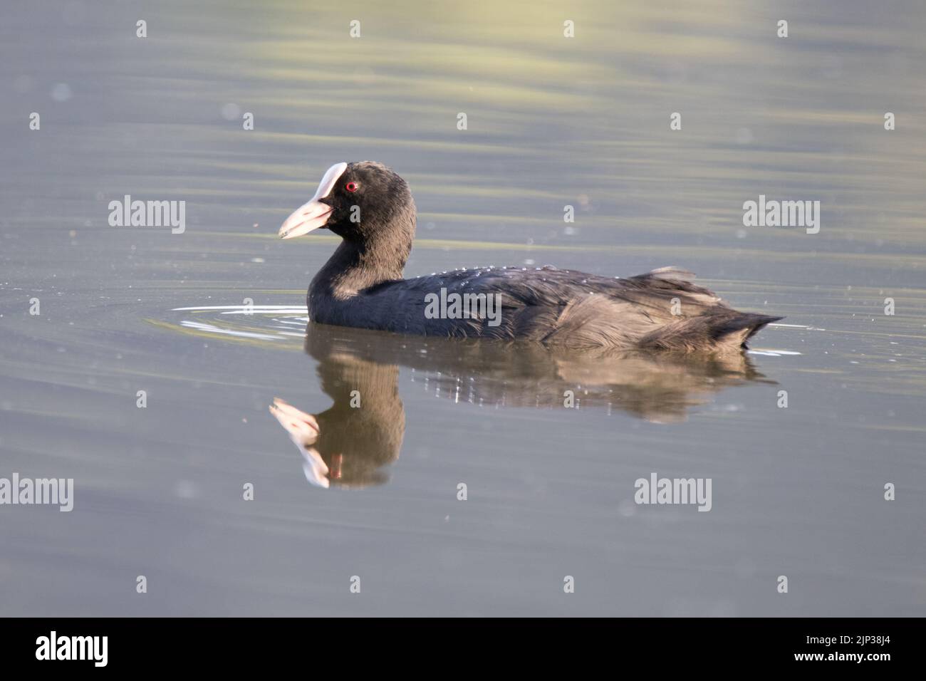 Craot naque sur un lac Banque D'Images