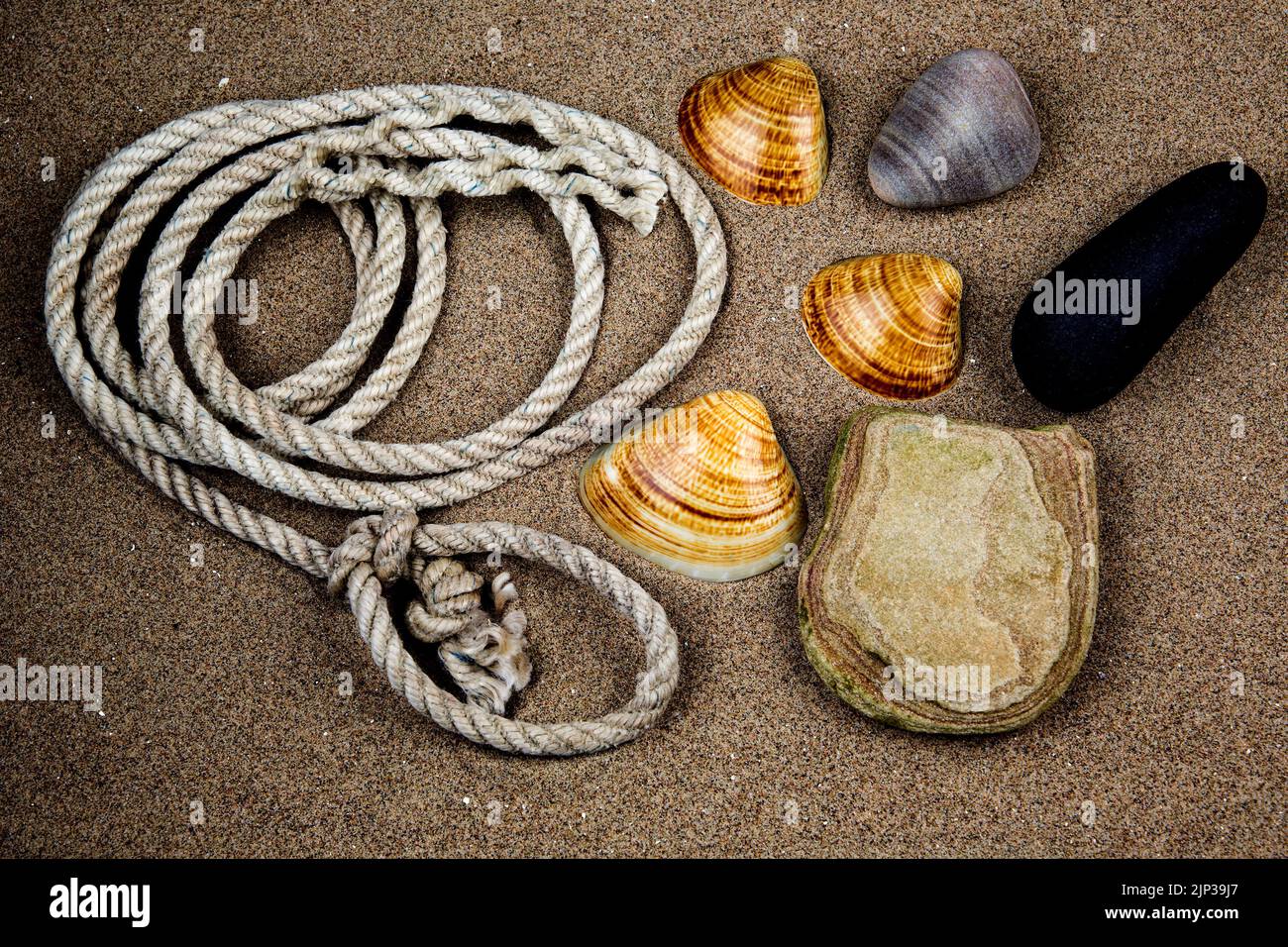 Coquillages de mer avec des rochers et des pierres et une bobine de