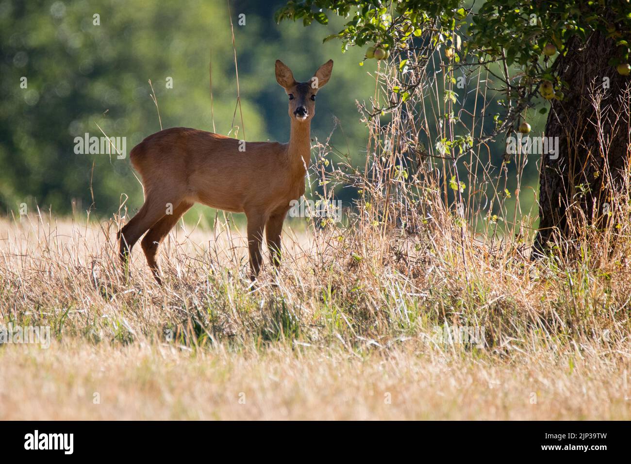 Le cerf se tient dans un pré Banque D'Images