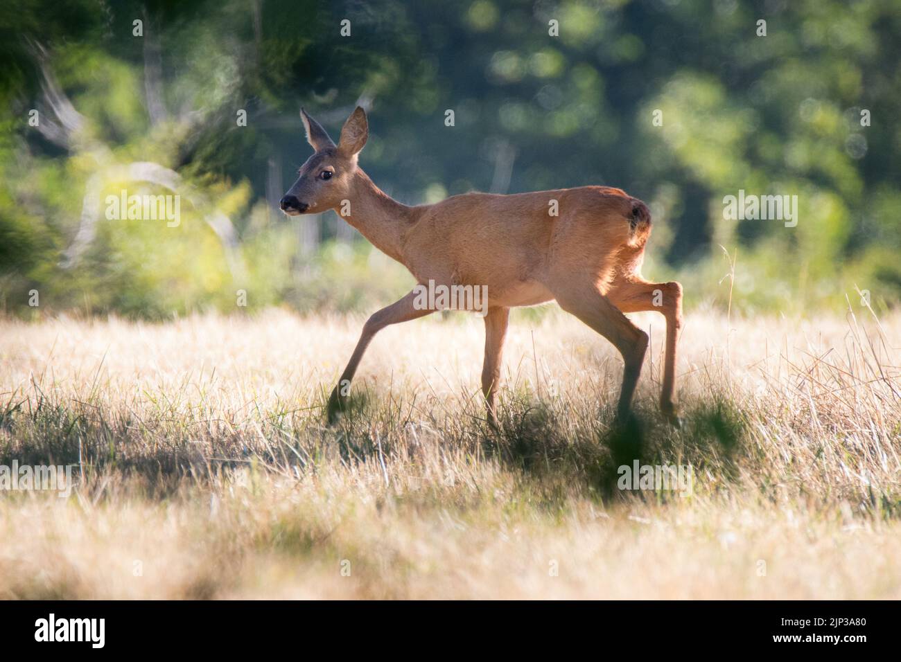 Le cerf se tient dans un pré Banque D'Images