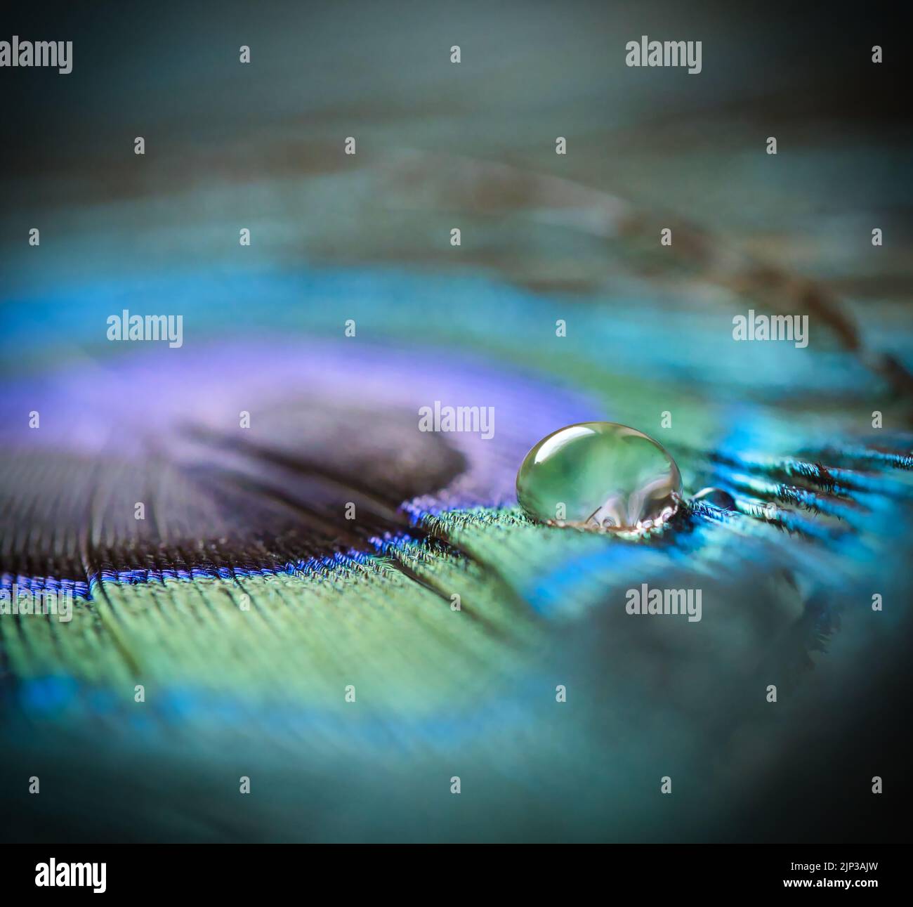goutte d'eau, plumes de paon, goutte d'eau, goutte d'eau, gouttes d'eau, plumes de paon Banque D'Images