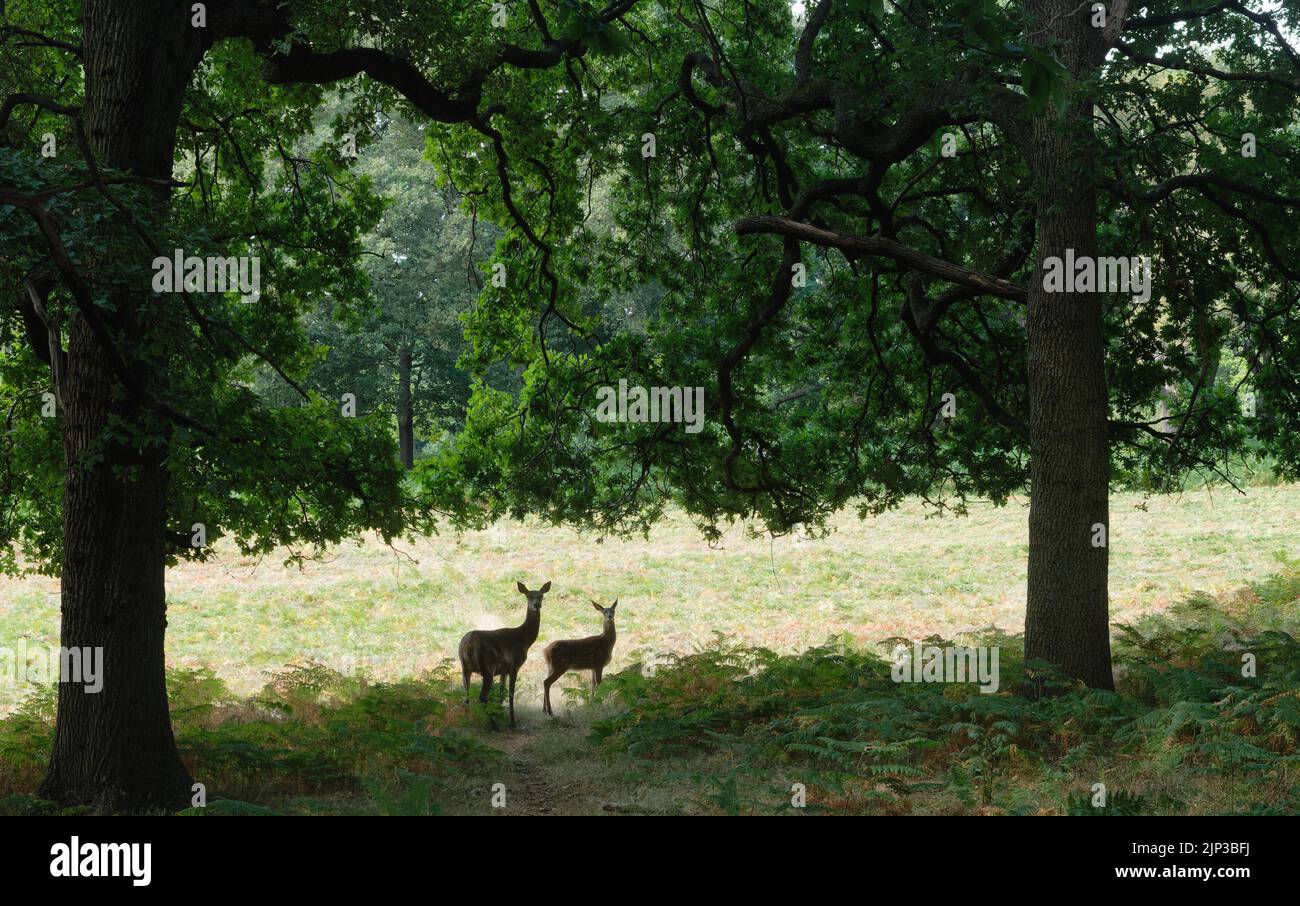Deux cerfs wih l'herbe sèche de Richmond Park lors de la vague de chaleur estivale de 2022, Londres, Angleterre Banque D'Images