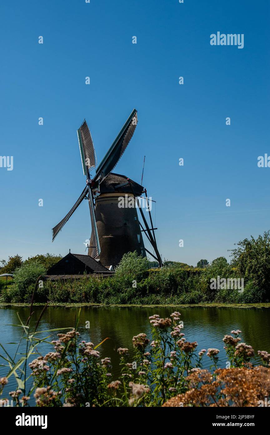 Kinderdijk, pays-Bas. 13th août 2022. Vue sur l'un des moulins à vent entouré de plantes et d'eau. Dans la belle région riche en eau près de Dordrecht, vous trouverez les moulins à vent de Kinderdijk. Construits vers 1740, ces 19 magnifiques moulins à vent font partie d'un plus grand système de gestion de l'eau pour éviter les inondations. Aujourd'hui, ils symbolisent la gestion de l'eau aux pays-Bas et, en 1997, ils ont été déclarés site du patrimoine mondial de l'UNESCO. Chaque année, des milliers de touristes du monde entier visitent ce lieu emblématique. Crédit : SOPA Images Limited/Alamy Live News Banque D'Images