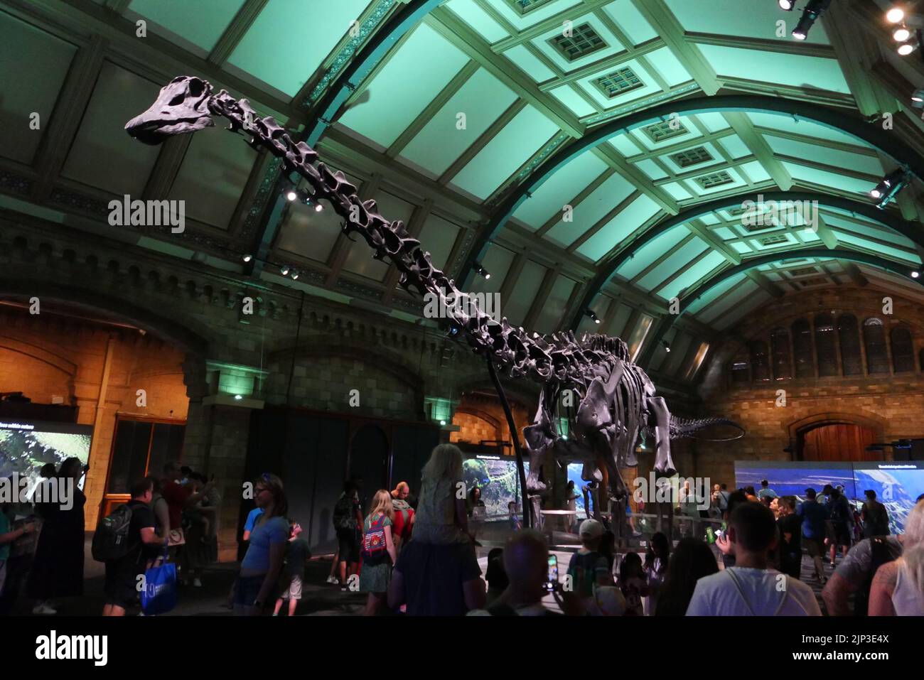 Dippy est de retour jusqu'au 2 janvier 2023 .Dippy a été le premier Diplodocus (DIP-low-DOCK-US) à être exposé n'importe où dans le monde quand il a été offert au Musée en 1905. Il devint rapidement une étoile, capturant les cœurs et l'imagination. Dippy a ensuite quitté le musée en 2017 pour terminer une visite éclair du Royaume-Uni. Tout au long de ce voyage, Dippy a été témoin de l'évolution de la nature et de la baisse marquée de la biodiversité au Royaume-Uni. La visite de Dippy nous a également rappelé la joie que nous pouvons trouver dans nos paysages locaux - de l'adoption du calme d'une forêt à l'observation de chants d'oiseaux dans un parc animé. Banque D'Images