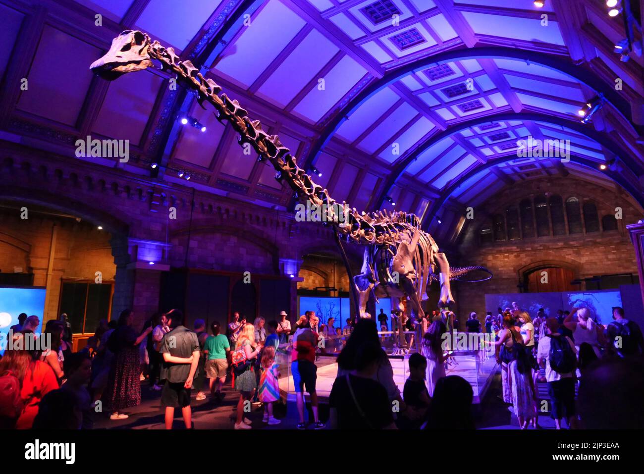 Dippy est de retour jusqu'au 2 janvier 2023 .Dippy a été le premier Diplodocus (DIP-low-DOCK-US) à être exposé n'importe où dans le monde quand il a été offert au Musée en 1905. Il devint rapidement une étoile, capturant les cœurs et l'imagination. Dippy a ensuite quitté le musée en 2017 pour terminer une visite éclair du Royaume-Uni. Tout au long de ce voyage, Dippy a été témoin de l'évolution de la nature et de la baisse marquée de la biodiversité au Royaume-Uni. La visite de Dippy nous a également rappelé la joie que nous pouvons trouver dans nos paysages locaux - de l'adoption du calme d'une forêt à l'observation de chants d'oiseaux dans un parc animé. Banque D'Images