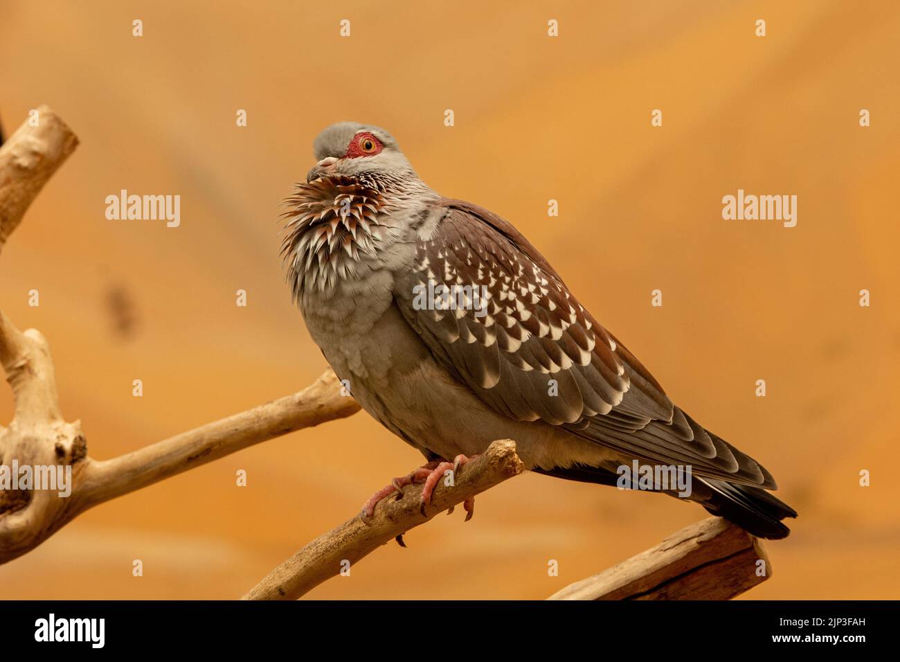Le pigeon moucheté (Columba guinée), ou pigeon roc (africain), est proche d'une branche. Banque D'Images