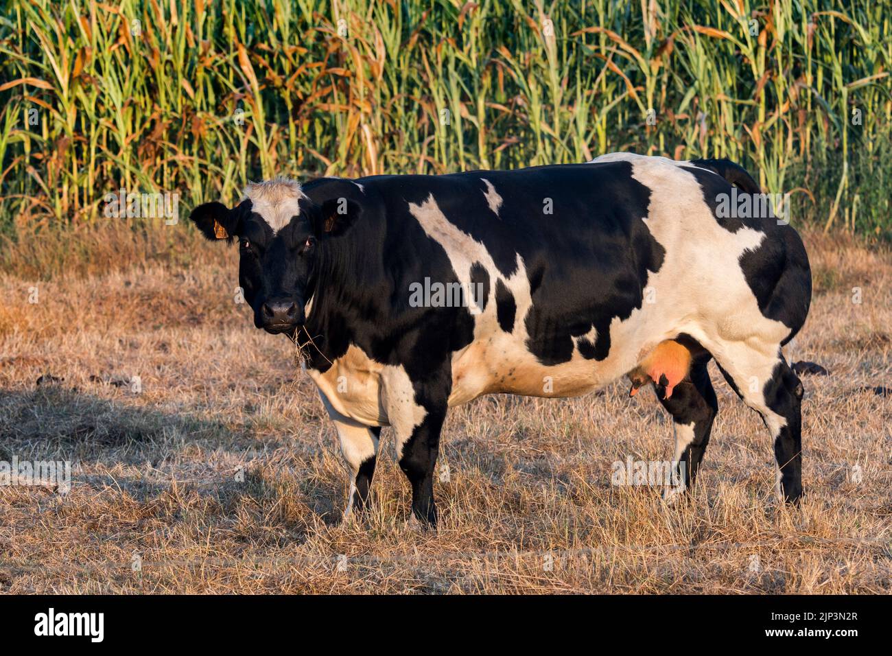 Vache frisonne Holstein noire et blanche, race de bovins laitiers, dans un pré devant le champ de maïs / champ de maïs / champ de maïs en été au lever du soleil Banque D'Images