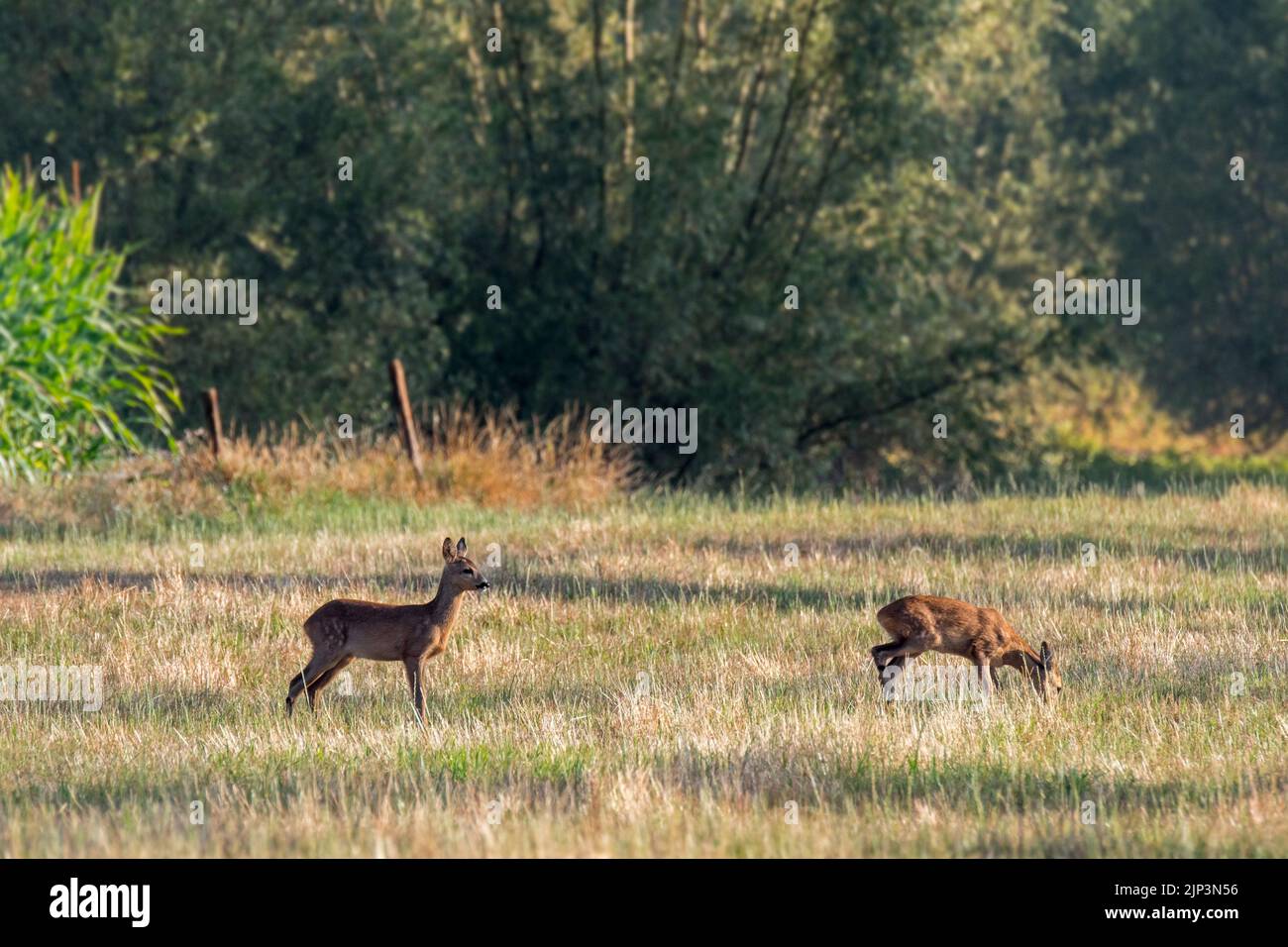 Jeune cerf de Virginie (Capranolus capranolus) deux juvéniles fourragent dans les prairies / prairies / pâturages au bord de la forêt en été Banque D'Images