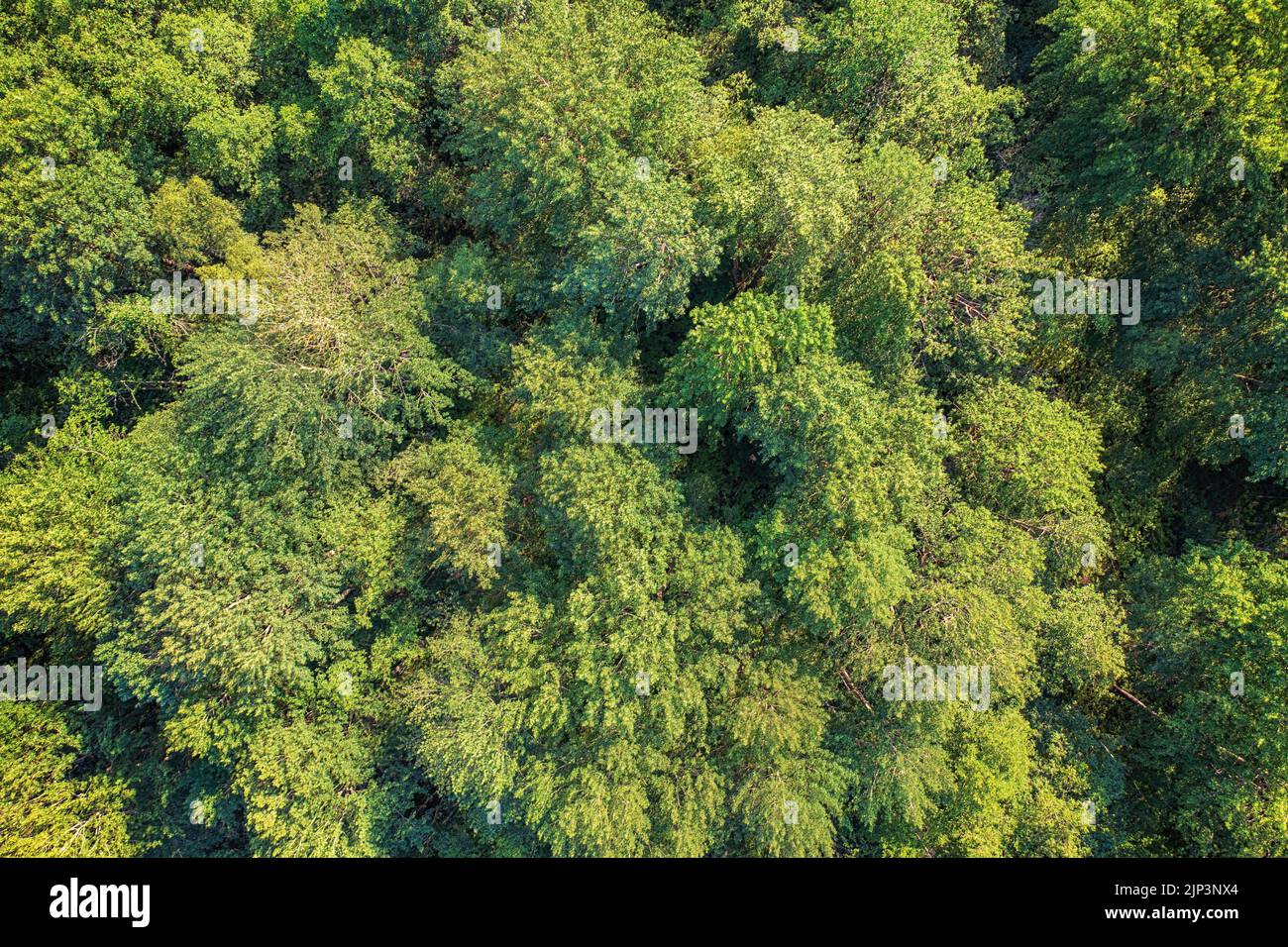 Forêt de vert profond avec une riche vue aérienne du haut du feuillage. Texture et arrière-plan naturels Banque D'Images