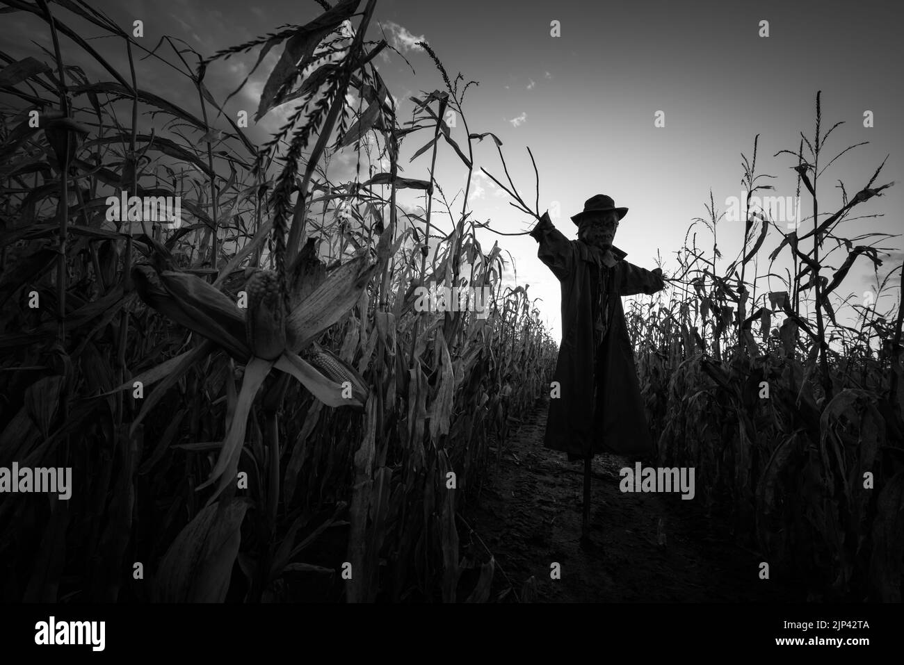 Épouvantail dans un chapeau et un manteau sur un champ de maïs d'automne en soirée. Un concept effrayant pour les fêtes d'Halloween. Arrière-plan de Halloweens. Noir et blanc Banque D'Images