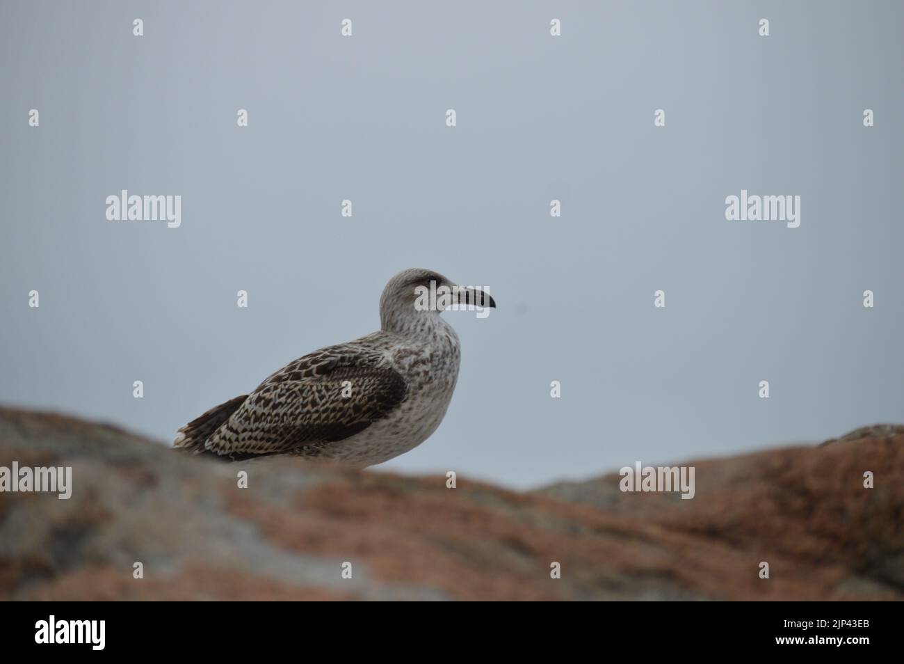 Un mouette debout sur la jetée rocailleuse avec un ciel brumeux en arrière-plan Banque D'Images