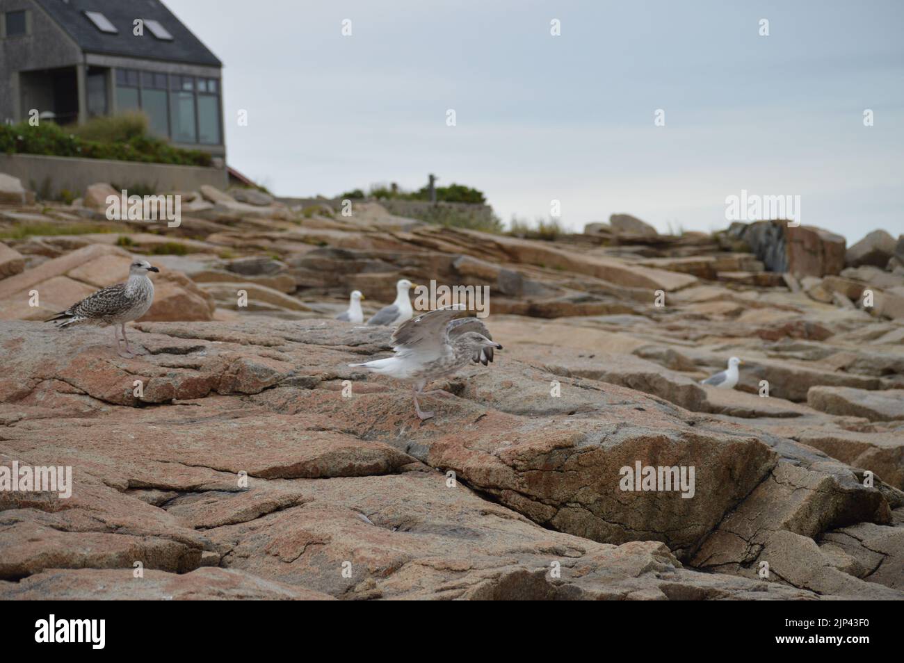 Un groupe de mouettes sur des rochers de jetée avec une maison de plage en arrière-plan Banque D'Images