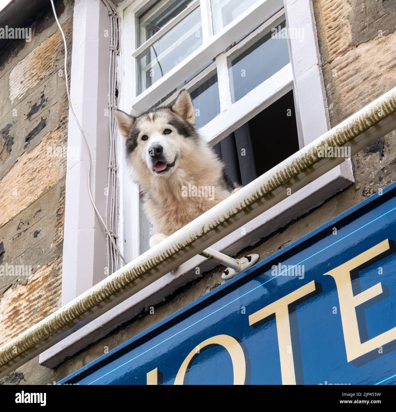 12 août 2022. Portree, Skye, Écosse. C'est Storm, le chien de compagnie de la direction faisant un peu d'observation de la rue depuis le premier étage de l'hôtel Tongadale. Banque D'Images